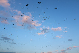 زاینده رود میزبان پرندگان مهاجر - اصفهان